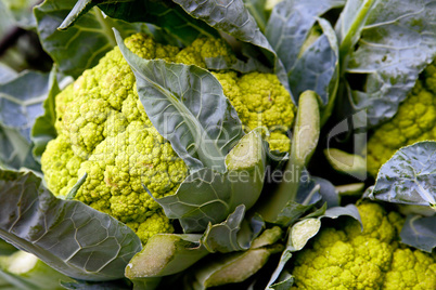 Frischer Blumenkohl auf einem Markt