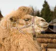 camel.