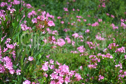 Nerium oleander blossoms in spring