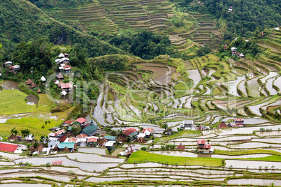 rice fields terraces in philippines