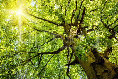 sonne leuchtet durch alte buche