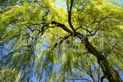 trauerweide bei herrlichem wetter