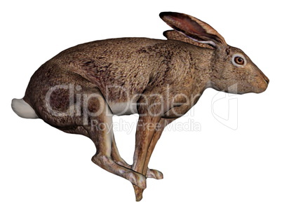 running hare