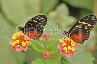 Maracujafalter - Zwillinge - Schmetterlinge auf Blume
