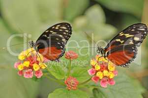 Maracujafalter - Zwillinge - Schmetterlinge auf Blume
