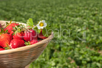 Erdbeeren