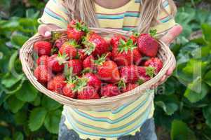 Erdbeerernte - Kind hält Korb mit Erdbeeren