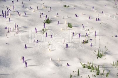 Krokusse im Schnee