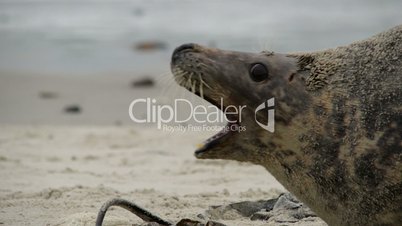 agressiv female grey seals fight to protect their pub 11254