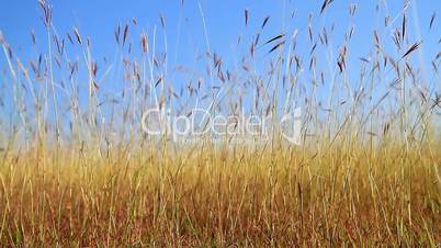 Beautiful grass field