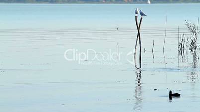 Waterbird on the lake