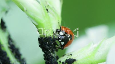 Marienkäfer mit Blattläusen