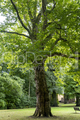 Skurrile Baum struktur