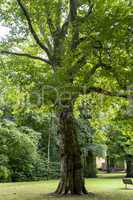 Skurrile Baum struktur