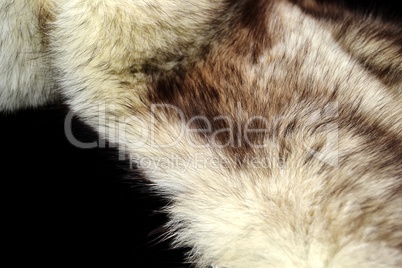 Fox fur over black background