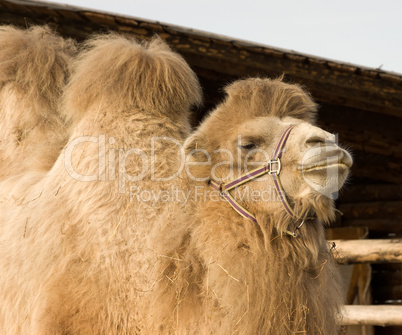 camel.