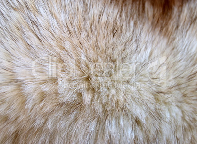 Fox fur closeup, detail