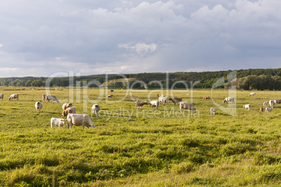 rinderherde auf einer wiese, cattle herd on a meadow