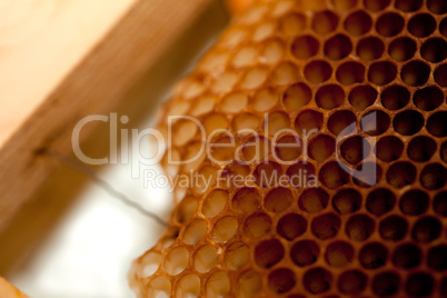 Honigwabe mit Honig und Bienenwachs