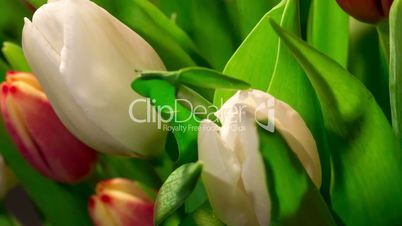 Bouquet of bright tulips blooms, macro moving