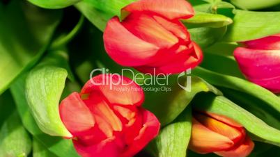 Bouquet of bright tulips blooms, macro moving
