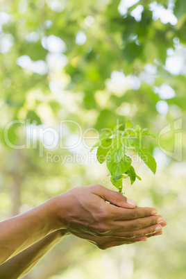 Close-up of hands holding young plant