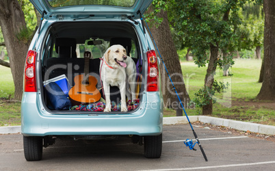 Domestic dog in car trunk