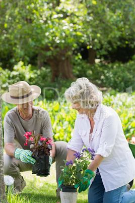 Couple engaged in gardening