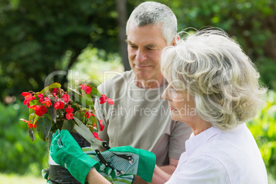 Mature couple engaged in gardening