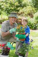 Grandfather and grandson engaged in gardening