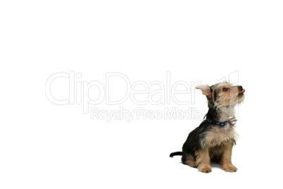 Yorkshire terrier sitting