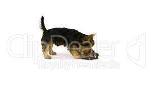 Yorkshire terrier playing with chew toy