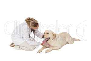 Pretty vet stroking yellow labrador dog