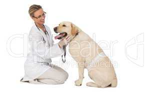 Pretty vet petting yellow labrador dog