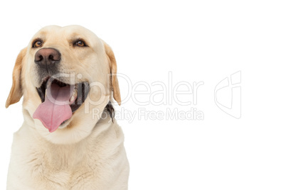 Yellow labrador dog with tongue out