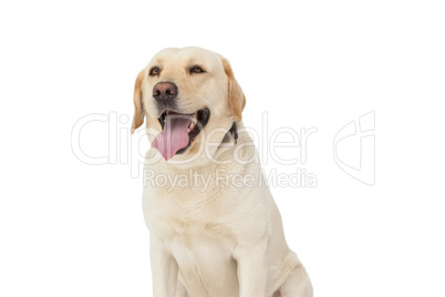 Yellow labrador dog