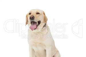 Yellow labrador dog