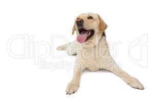 Yellow labrador dog lying with tongue out