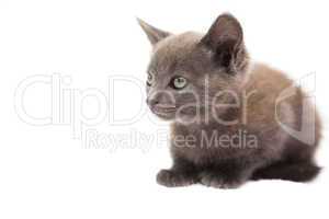 Cute grey kitten sitting