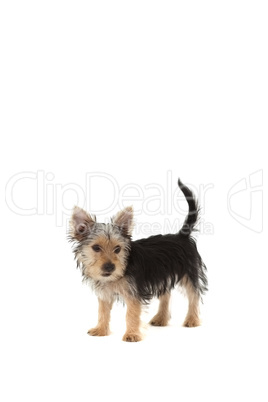 Cute yorkshire terrier puppy