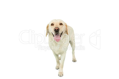 Yellow labrador dog standing