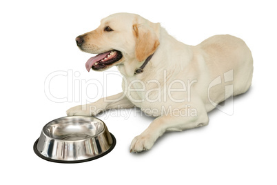 Cute labrador dog lying beside water bottle