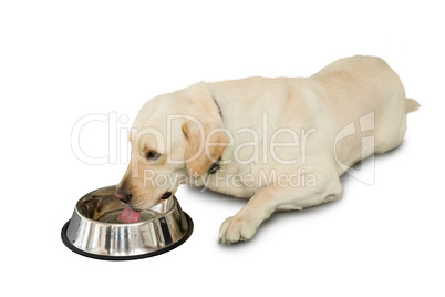 Cute labrador dog lying beside water bowl