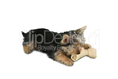 Yorkshire terrier puppy chewing on a bone