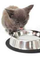Grey kitten lapping up milk in a bowl