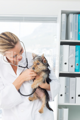 Veterinarian examining puppy