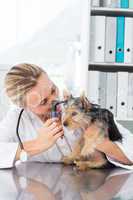 Veterinarian examining ear of dog