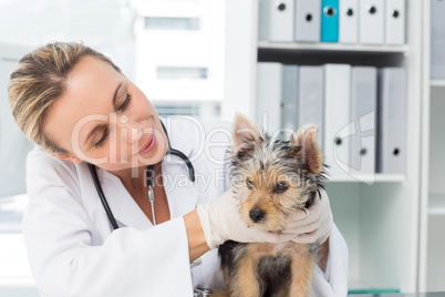 Vet examining puppy in clinic