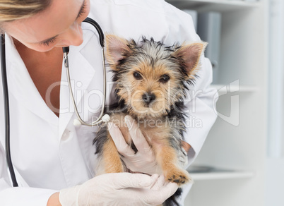 Vet holding cute puppy