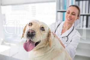 Dog with female veterinarian
